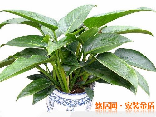 室內(nèi)擺放綠色植物要適當(dāng)