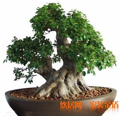 室內(nèi)擺放的植物要健康美觀