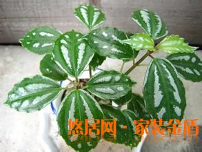 長(zhǎng)莖冷水花