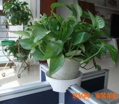 室內(nèi)盆栽選擇有哪些講究？ 