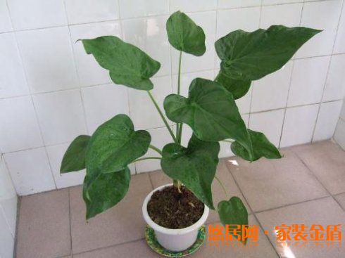 臥室植物滴水觀音