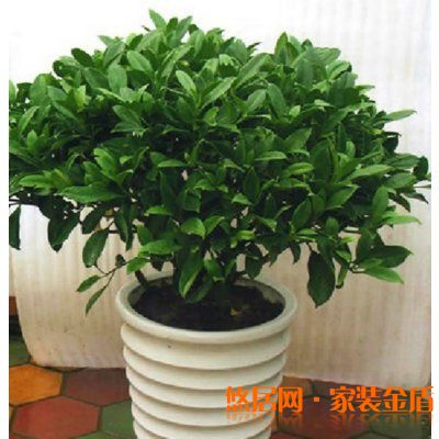 臥室植物非洲茉莉