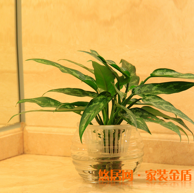 臥室植物銀皇后